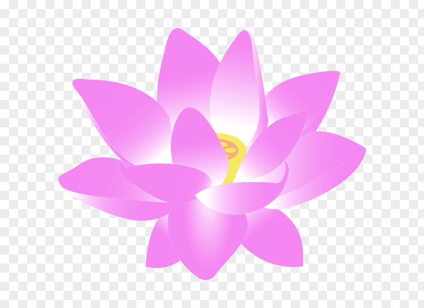 Flower Nelumbo Nucifera Water Lily Clip Art PNG