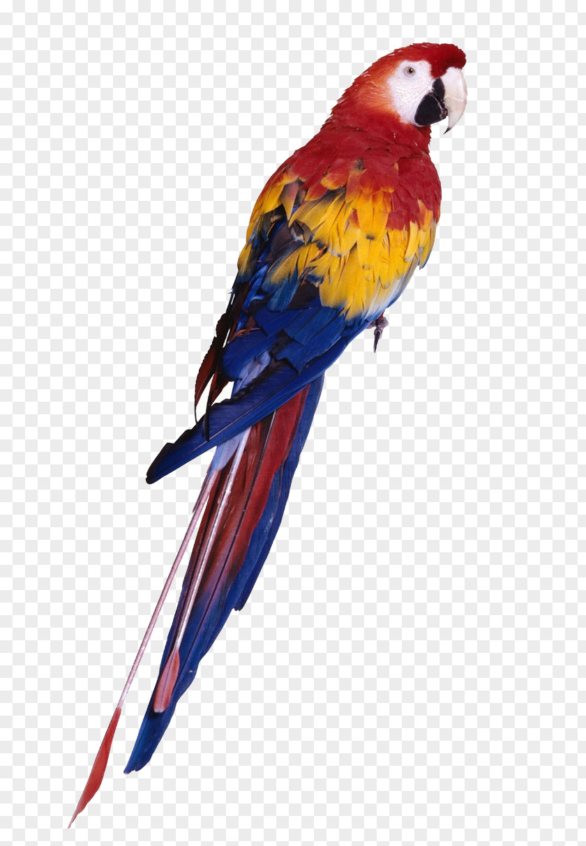 Parrot Bird Budgerigar Toy Cockatiel PNG