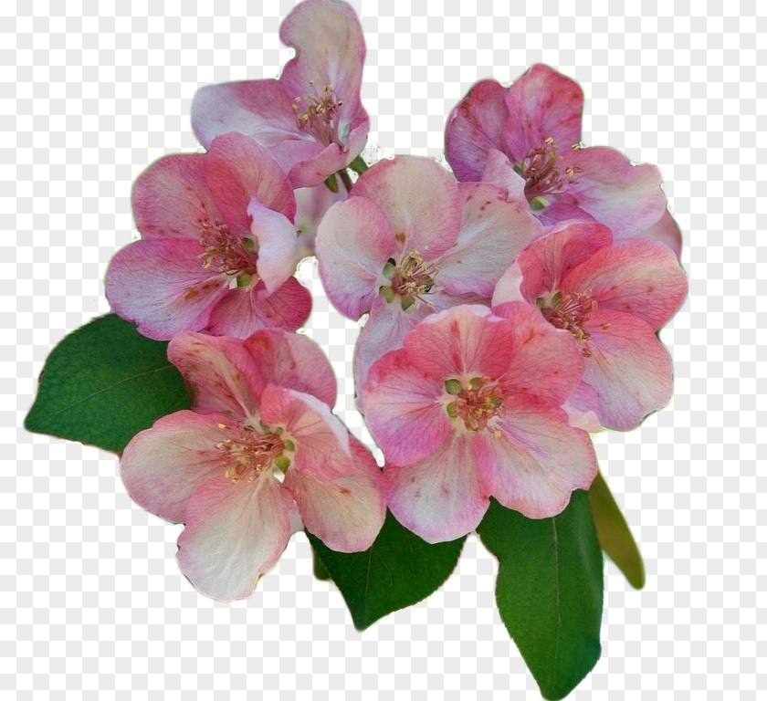 Pink Peach Blossom Plant PNG