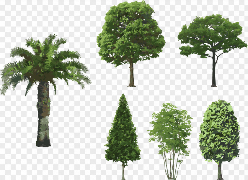 Tree Top View PNG