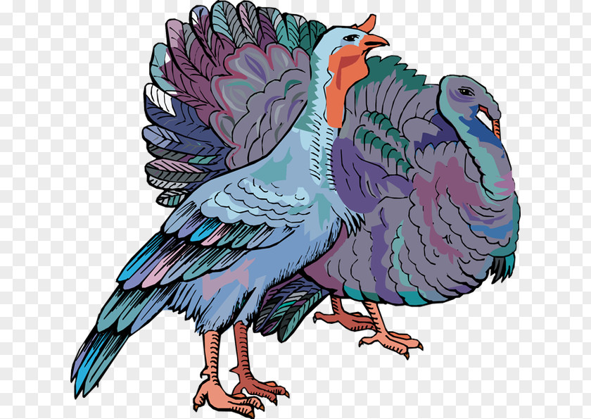 Turkey Bird Chicken Parrot Phasianidae Beak PNG