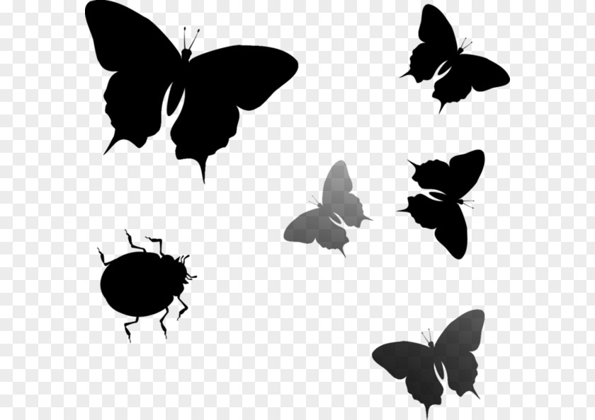 Brush-footed Butterflies Insect Font Fauna Silhouette PNG