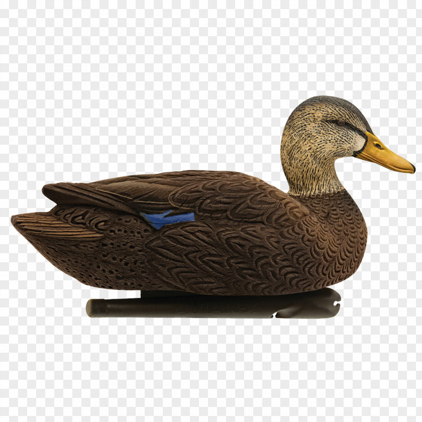 Duck Mallard Decoy Call PNG