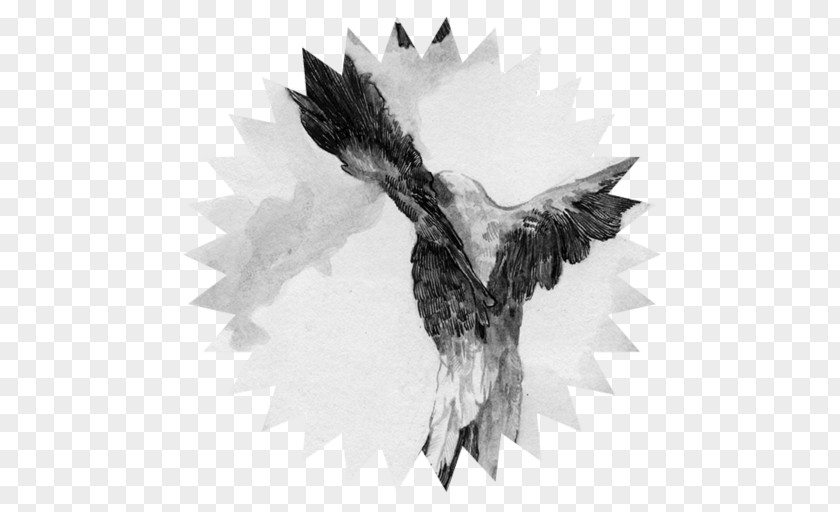 Feather Bald Eagle Beak PNG