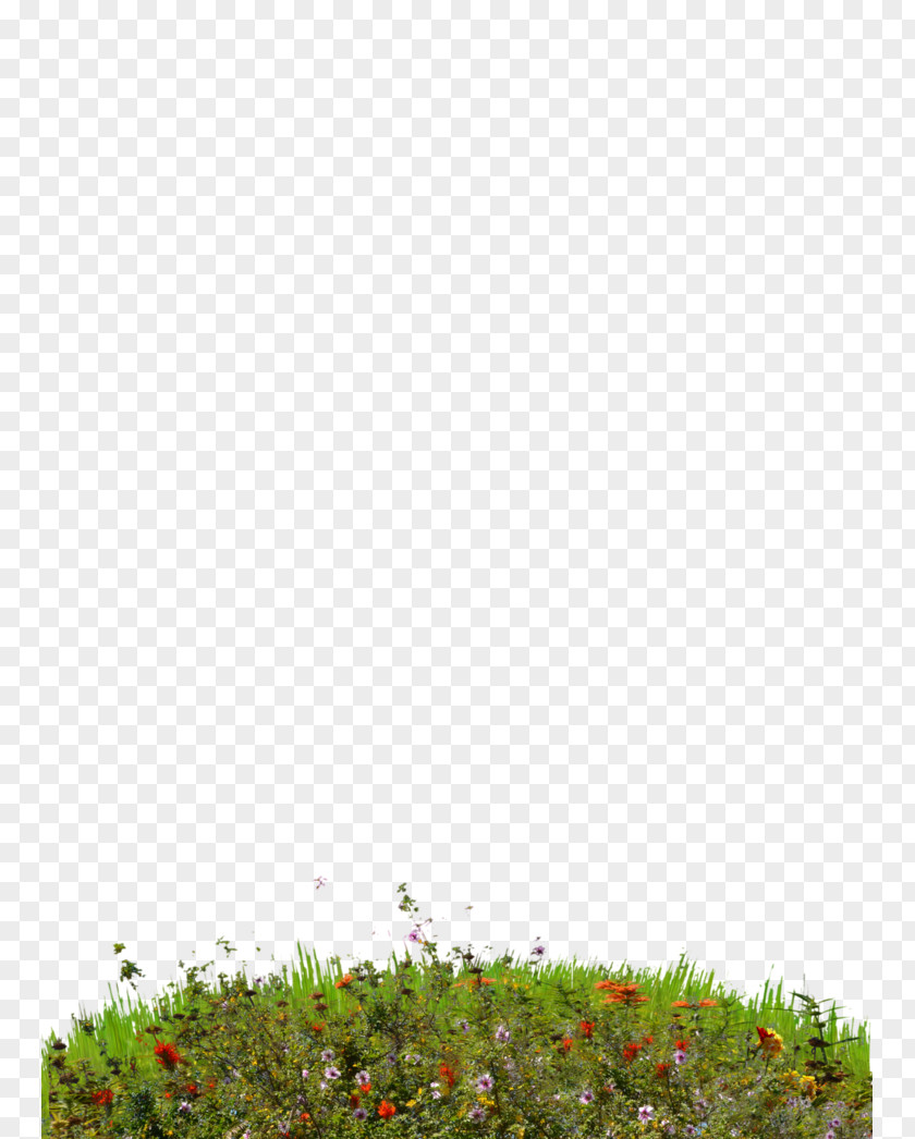 Hill Lawn Wildflower PNG