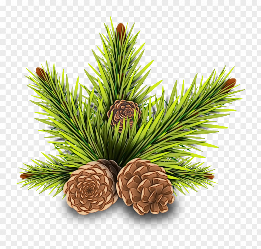 Natural Material Twig Conifer Cone Conifers Stone Pine Tree Balsam Fir PNG
