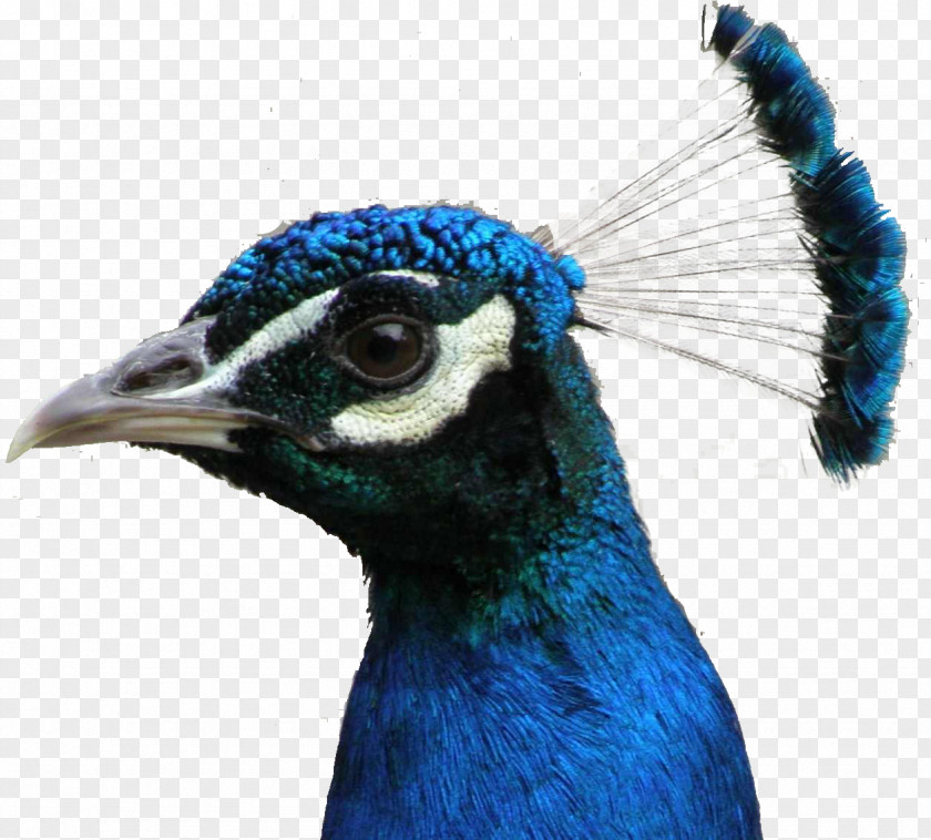 Peafowl Bird Asiatic Feather Green PNG