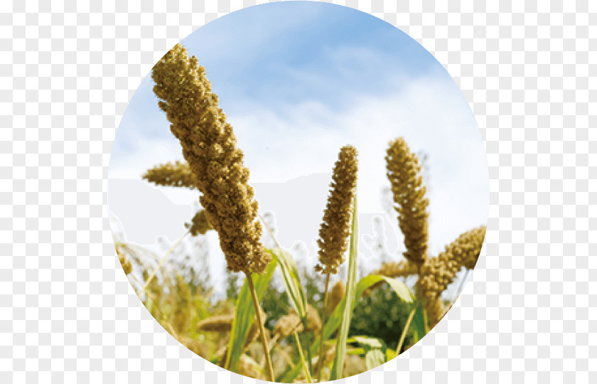 Rice Tenki.jp Foxtail Millet Cereal Solar Term 七十二候 PNG