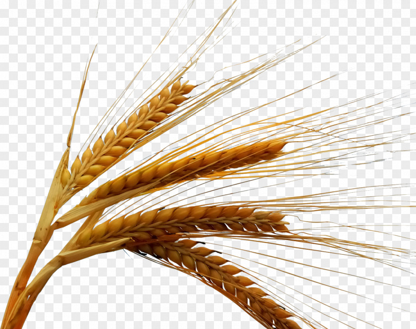 Rice Winter Wheat Grain Cereal PNG