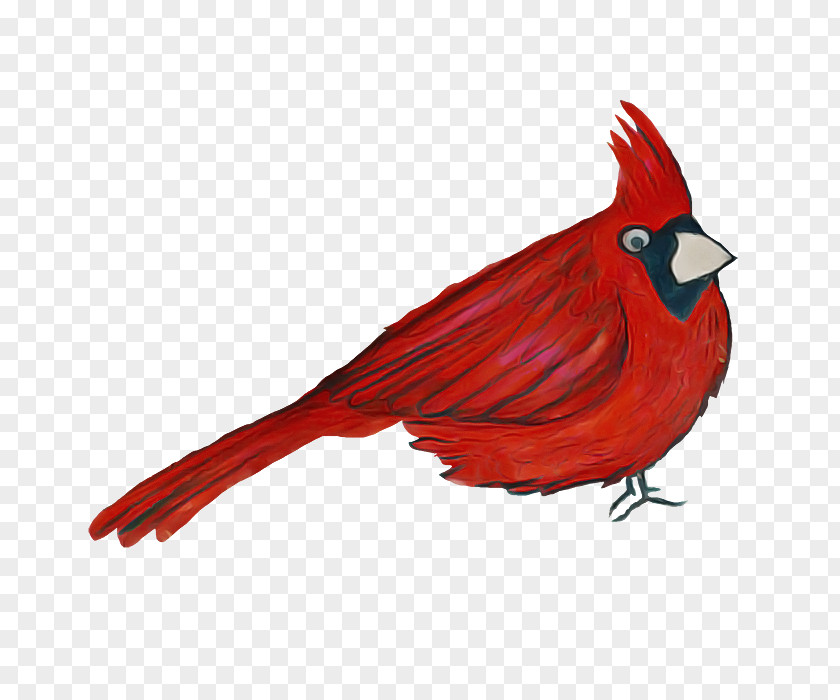 Tail Perching Bird Cardinal Northern Red Beak PNG