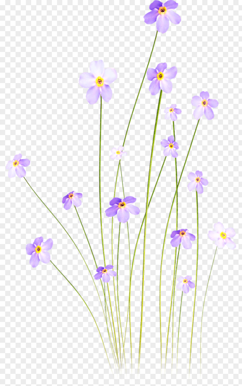 Z Cut Flowers Tulip Clip Art PNG