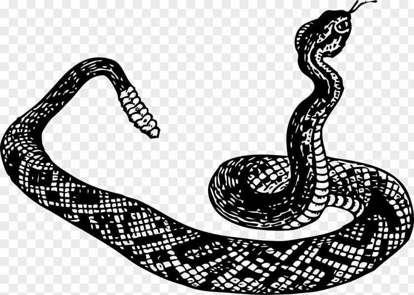 Cartoon Snake Rattlesnake Black Mamba Cobra Clip Art PNG
