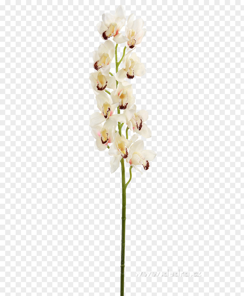 Flower Moth Orchids Cut Flowers Flowerpot PNG