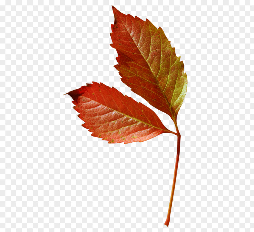 Leaf Maple Plant Stem Deciduous Clip Art PNG