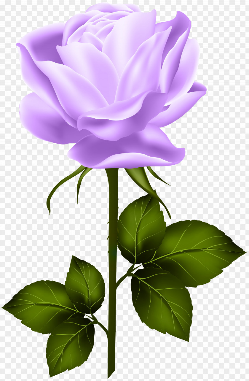 Purple Rose With Stem Clip Art Centifolia Roses PNG