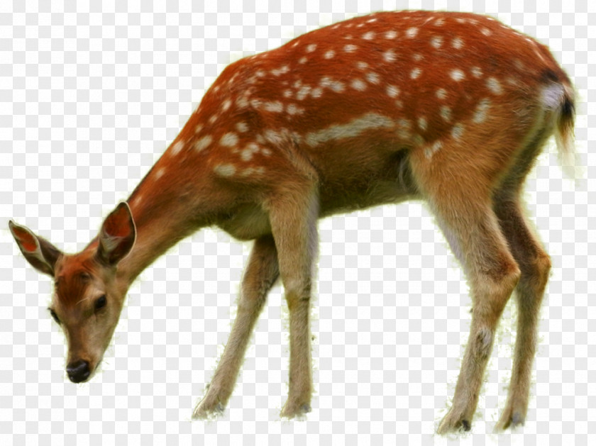 Wild Animals Bambi Thumper Deer Faline PNG