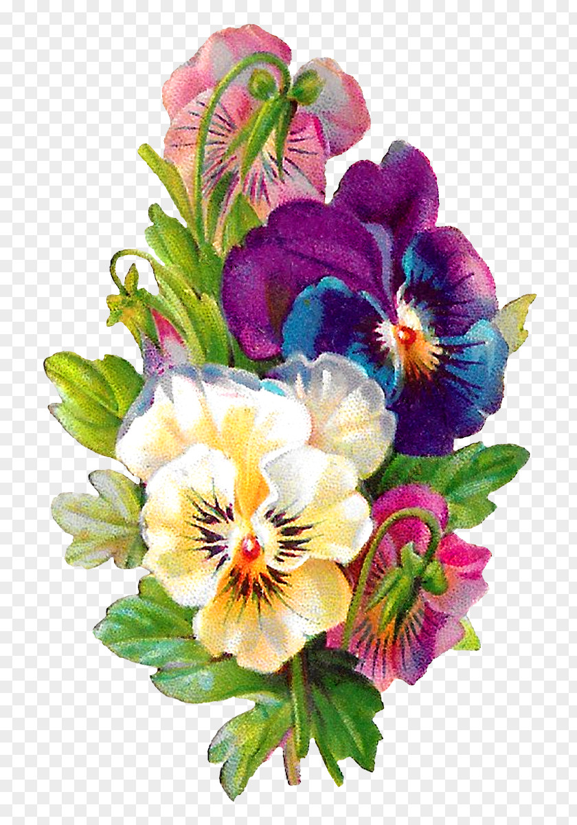 Flower Clip Art Illustration Image Pansy PNG