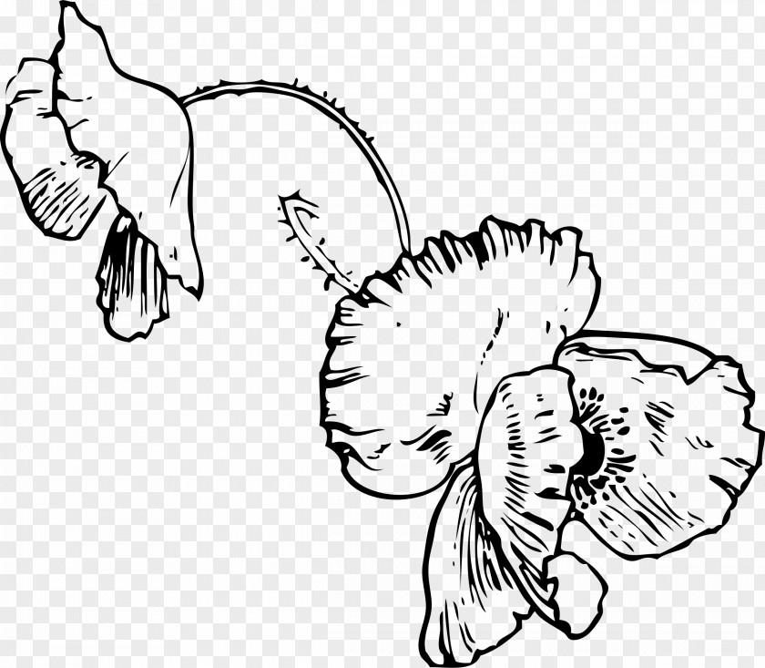 Flower Poppy Coloring Book Clip Art PNG