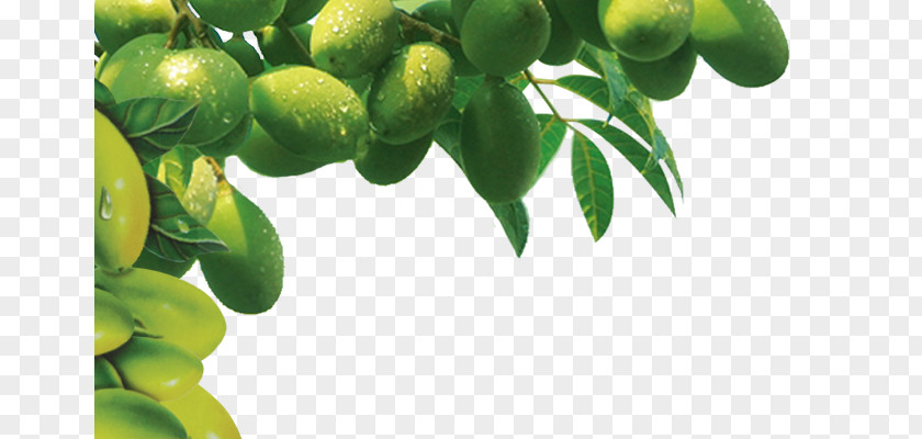 Olive Tree Oil Wallpaper PNG