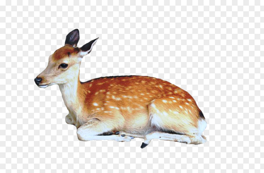 Deer Picture Formosan Sika Dog Musk PNG