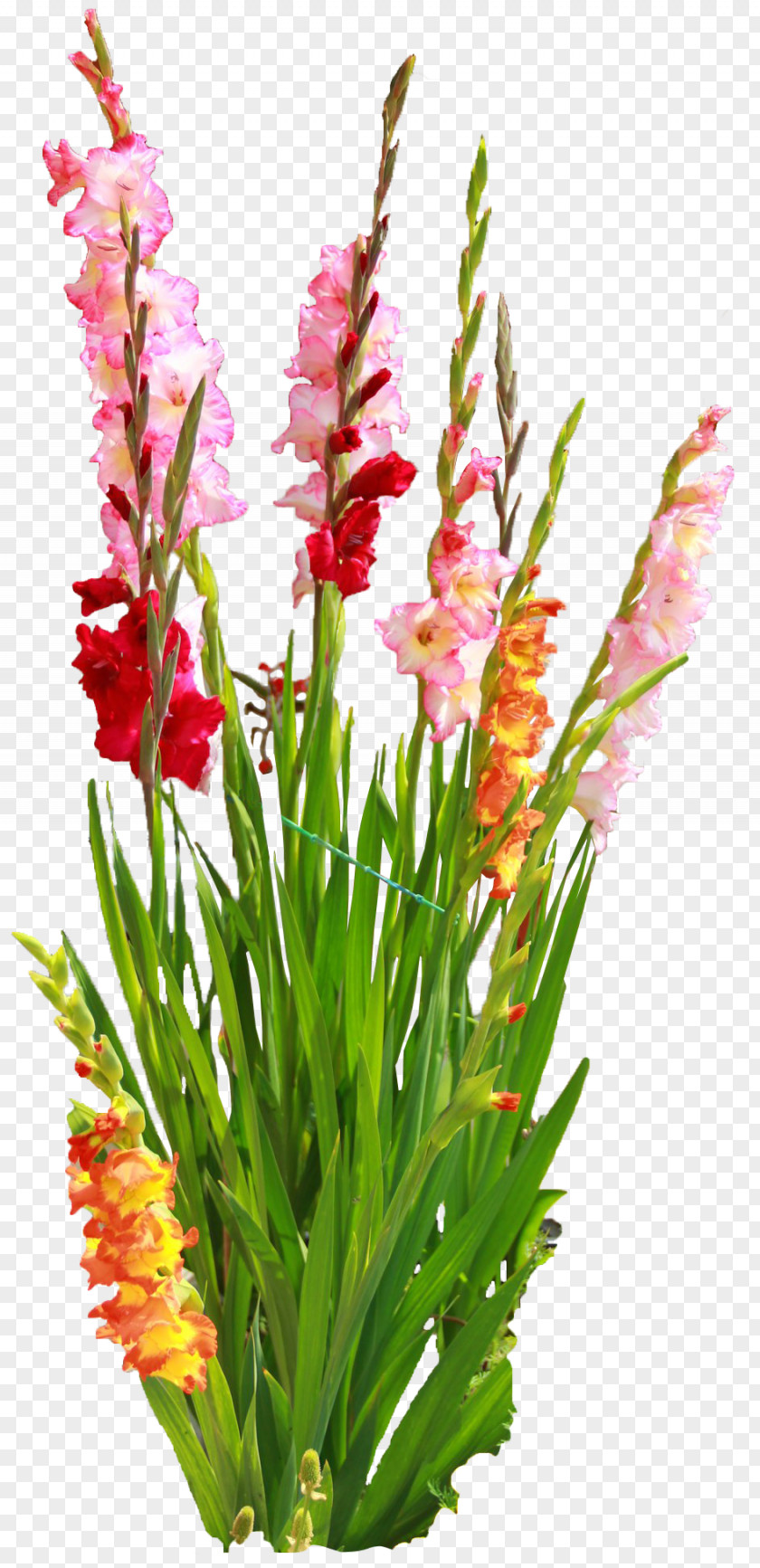Gladiolus Cut Flowers Bulb Floral Design PNG