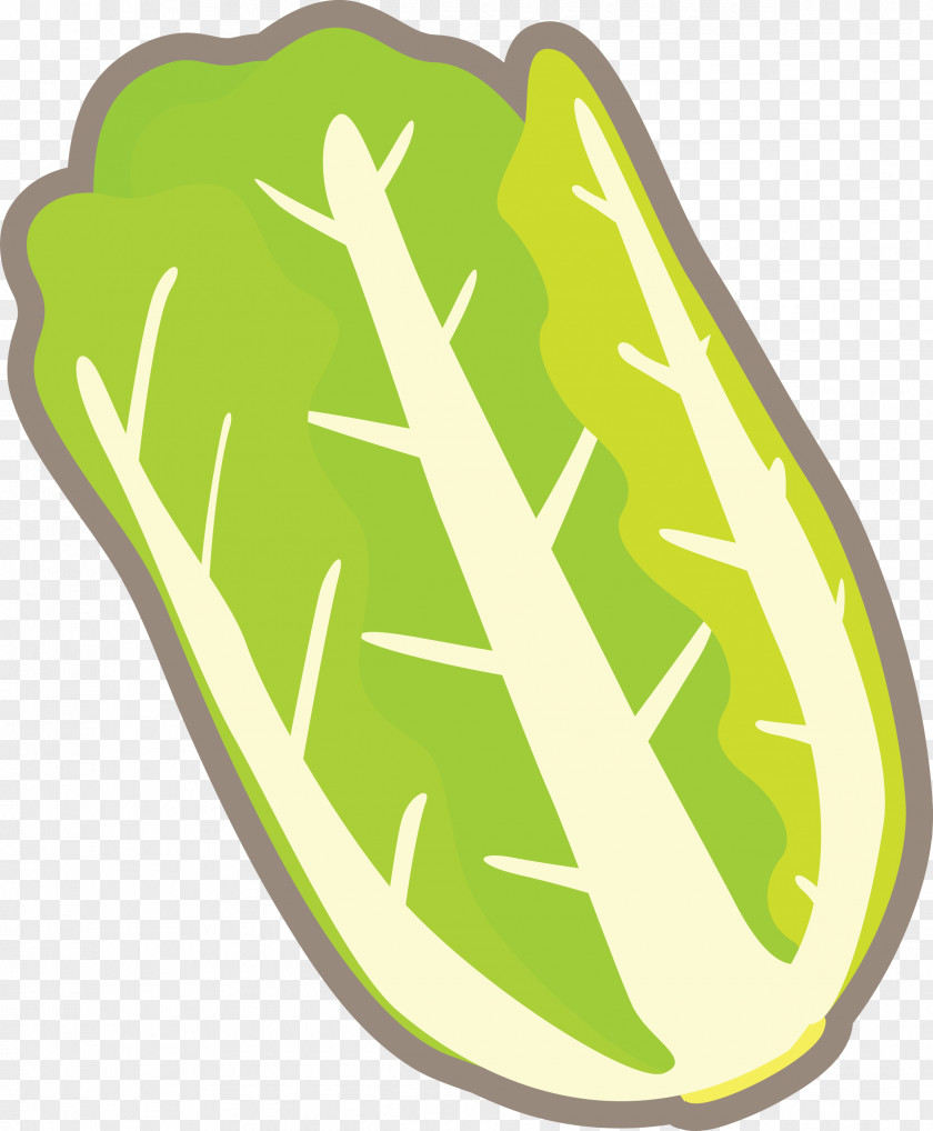 Nappa Cabbage PNG