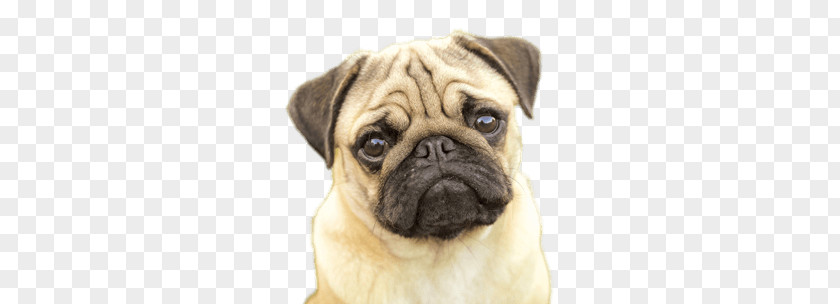 Pug Face PNG Face, close-up photo of adult fawn pug clipart PNG