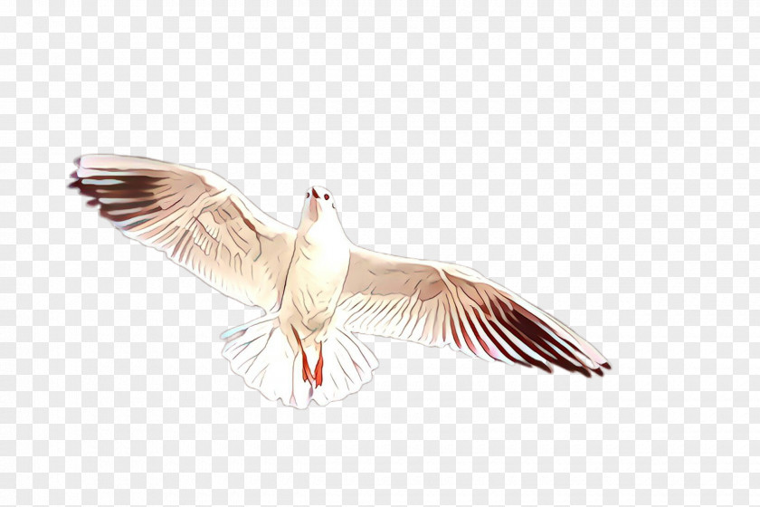 Tail Tern Feather PNG