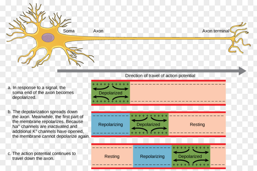 Thinking Statue Action Potential Nervous System Neuron Nerve Axon PNG