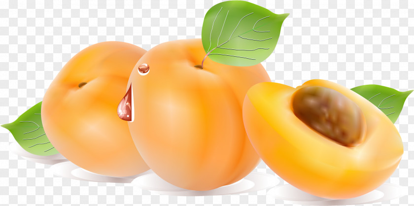 Apricot Fruit Peach Computer File PNG