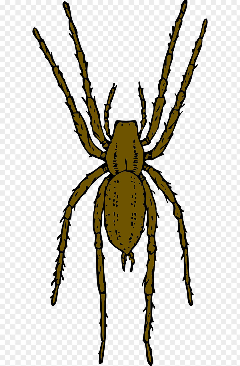 Brown Spider Crawling Recluse Clip Art PNG