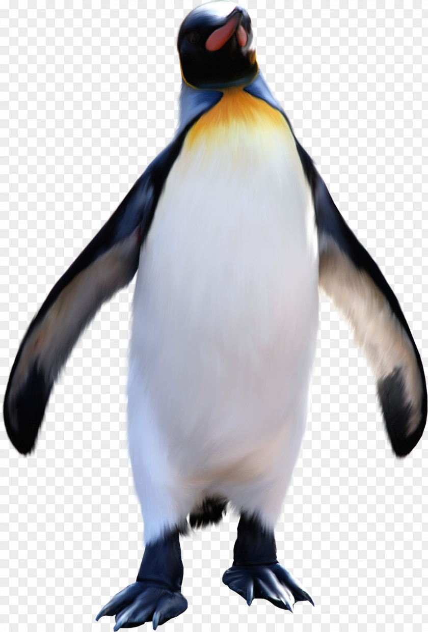 Penguins King Penguin Antarctic Emperor Clip Art PNG