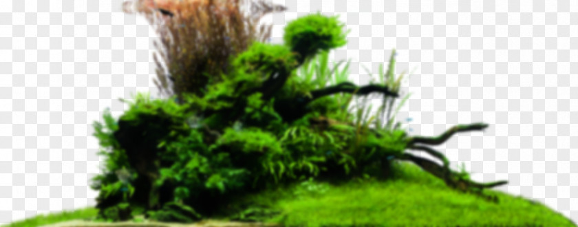 Tree Bonsai Grasses Design Herbaceous Plant PNG
