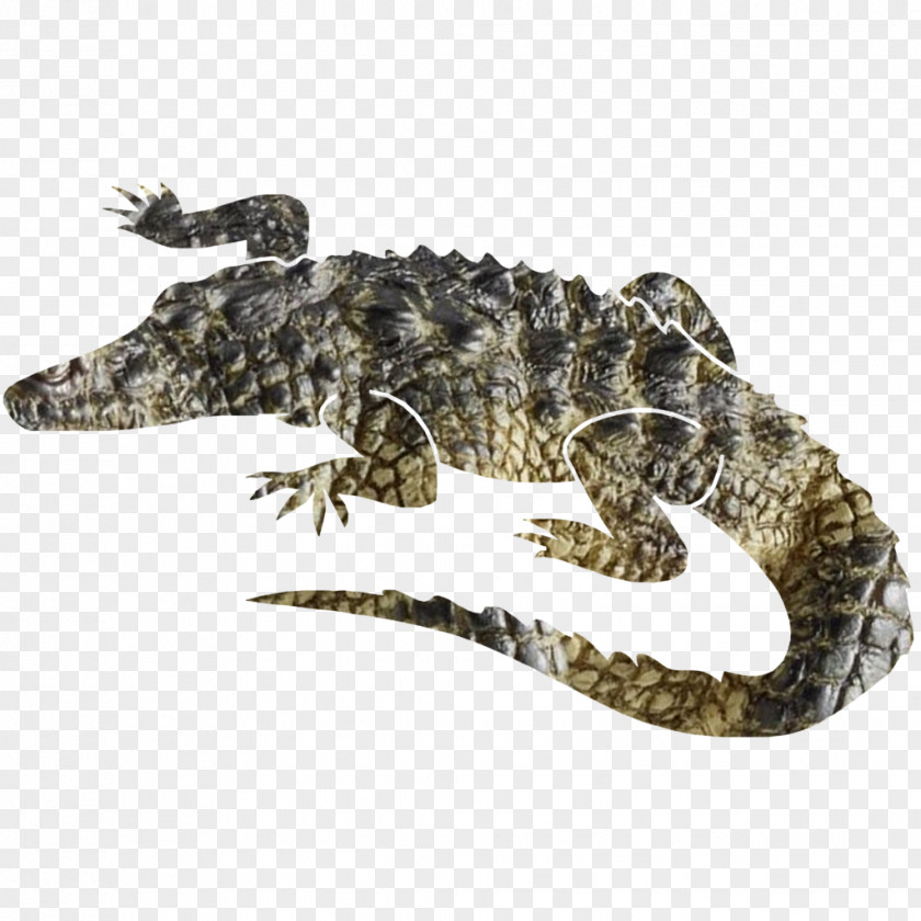 Alligator Nile Crocodile 30 November PNG