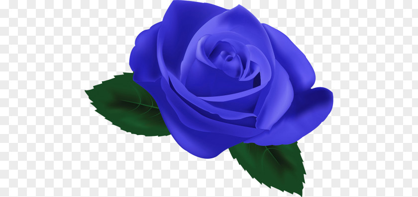 Blue Rose Garden Roses Still Life: Pink Centifolia PNG