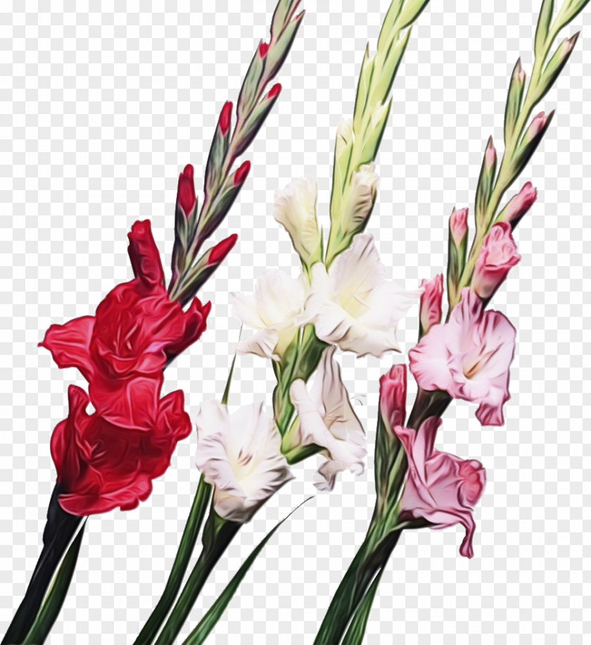 Bouquet Pedicel Flower Flowering Plant Cut Flowers Gladiolus PNG