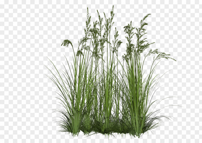 Shrub Plant PNG Plant, Bushes Transparent Background, green grass illustration clipart PNG