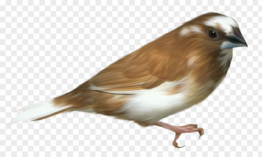 Small Brown Bird Transparent Clipart Picture Clip Art PNG