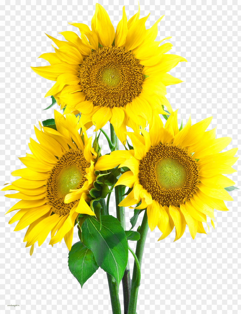 Sunflower Common Clip Art PNG