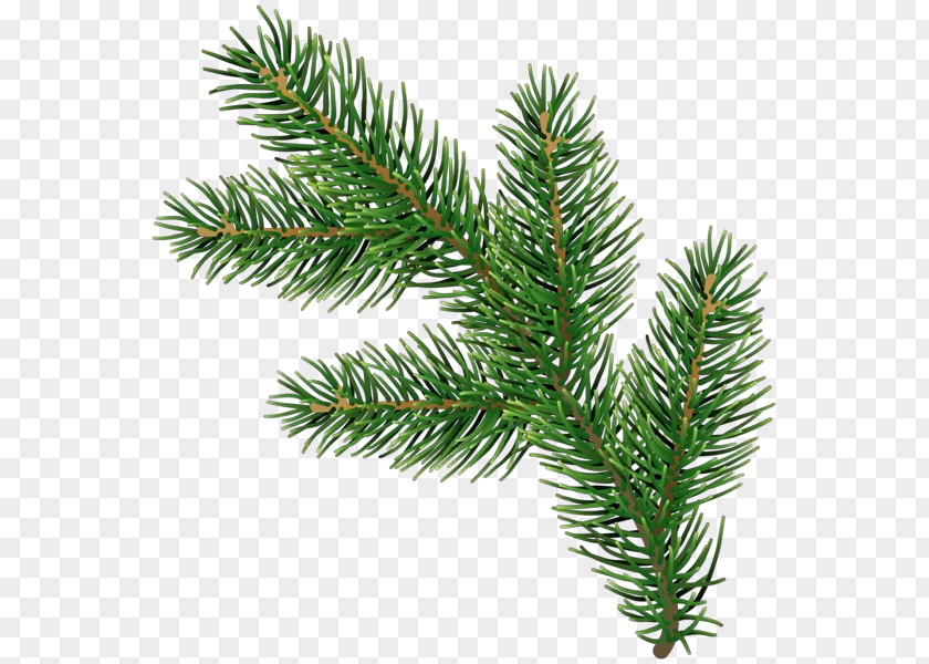 Tree Silvertip Fir Shortleaf Black Spruce Columbian Balsam Yellow White Pine PNG