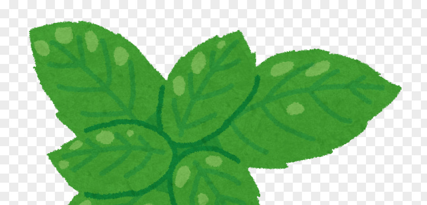 Basil Leaf Lemon Herb Food PNG