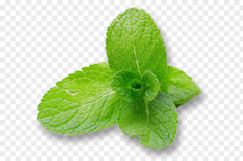 Leaf Peppermint Mentha Spicata Water Mint Menthol PNG