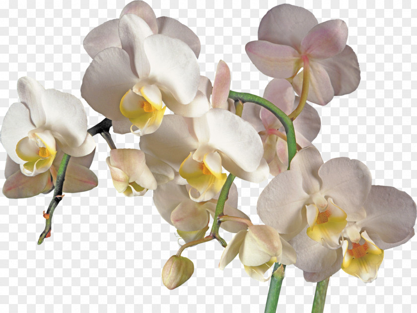 Orchids Flower Clip Art PNG