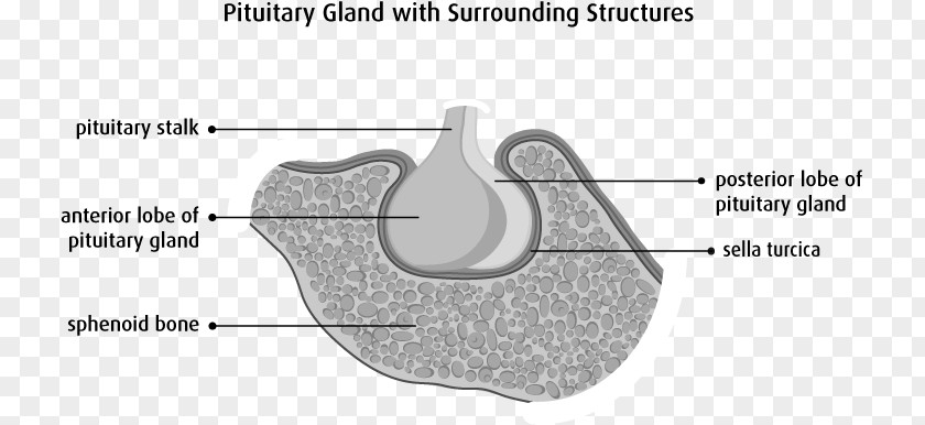 Pituitary Gland Anterior Sella Turcica Sphenoid Bone Posterior PNG