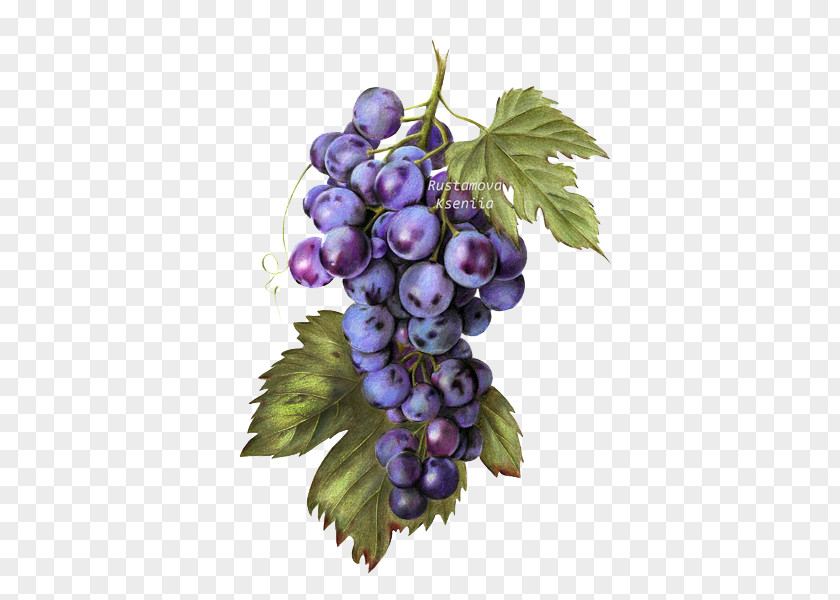 Purple Grapes Common Grape Vine Raceme Seedless Fruit PNG