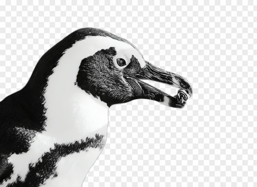 Blackandwhite Water Bird Beak Flightless Wildlife Goose PNG