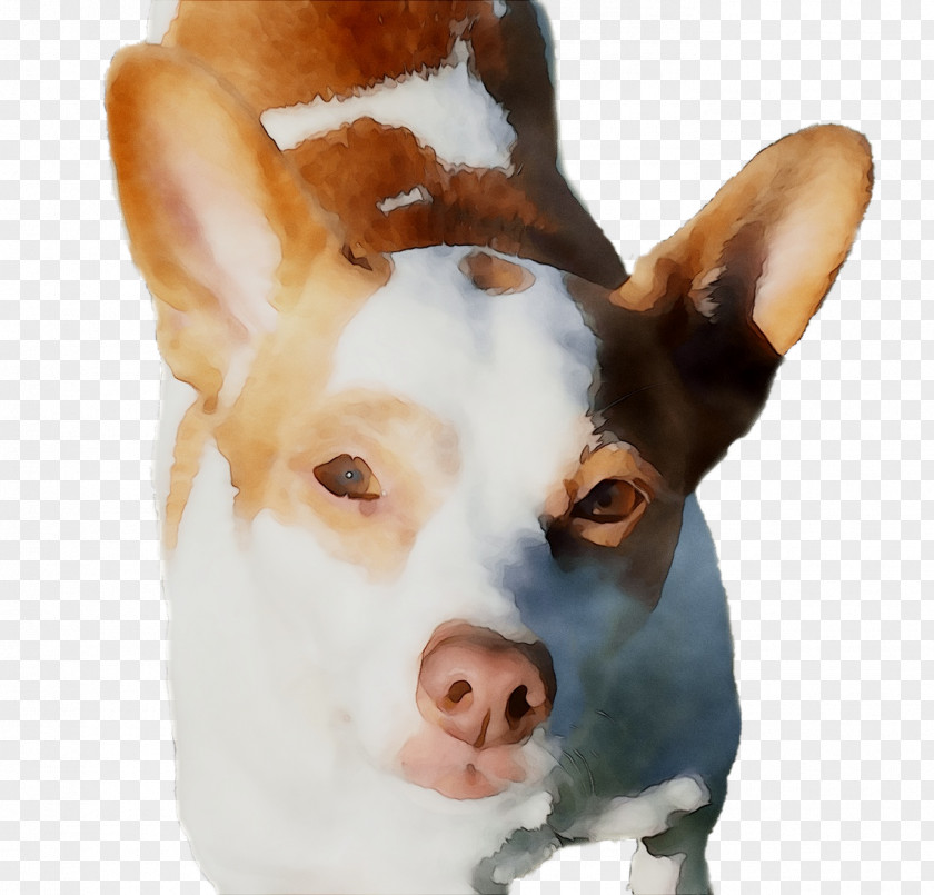 Dog Breed Rat Terrier Ibizan Hound PNG