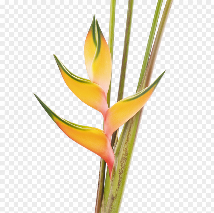 Heliconia Bihai Bird Of Paradise Flower Plant Costus PNG