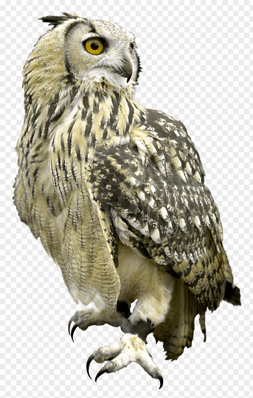 Owl Great Grey Bird Hawk PNG