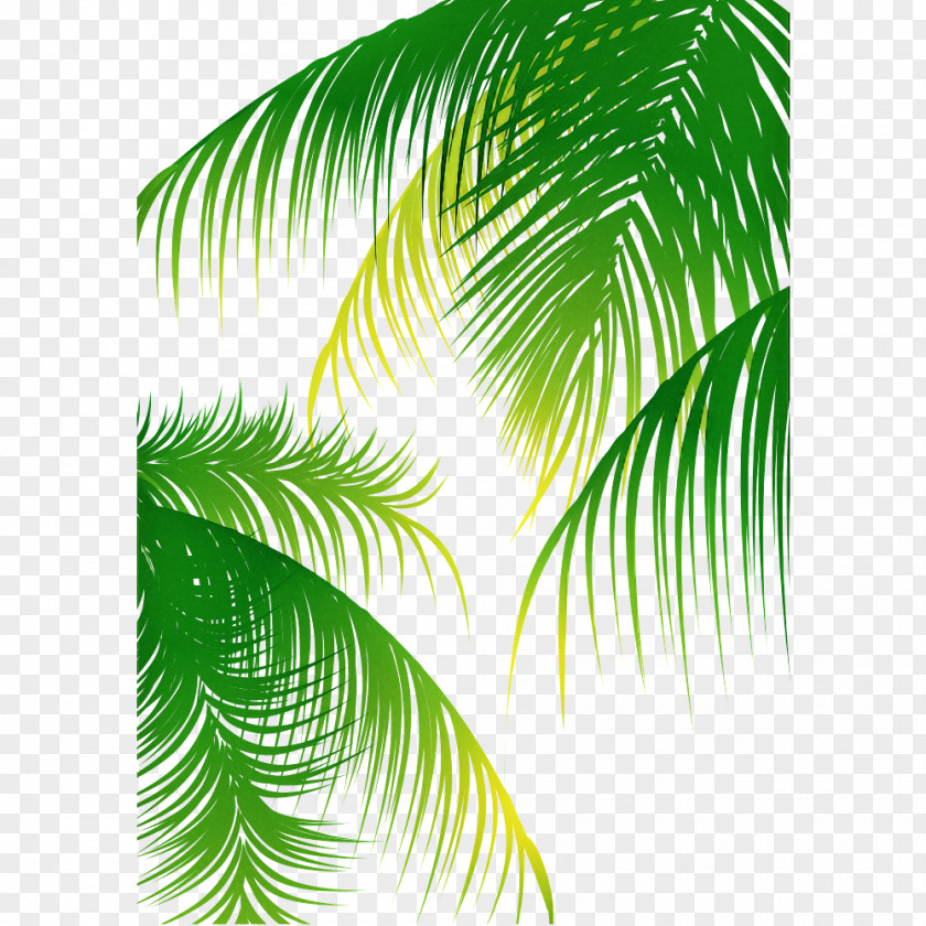 Palm Tree PNG